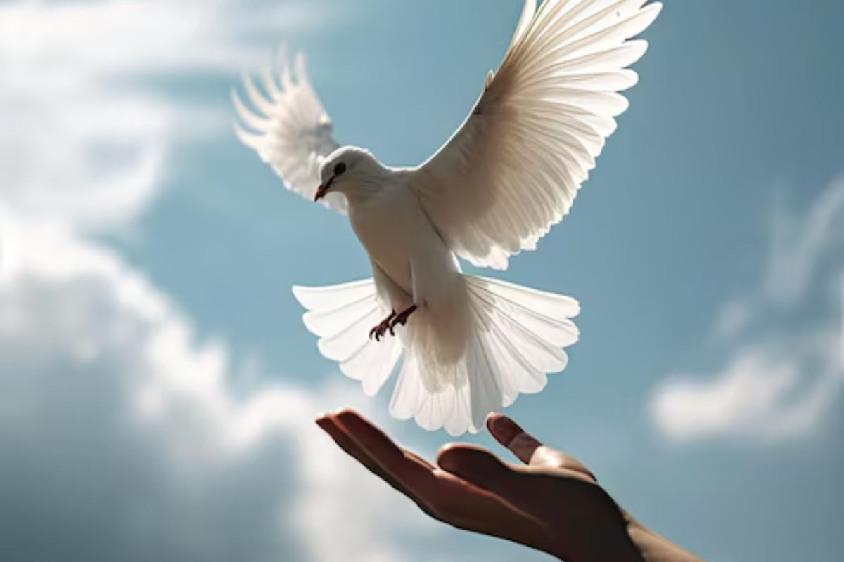 Cease Fire Of Life